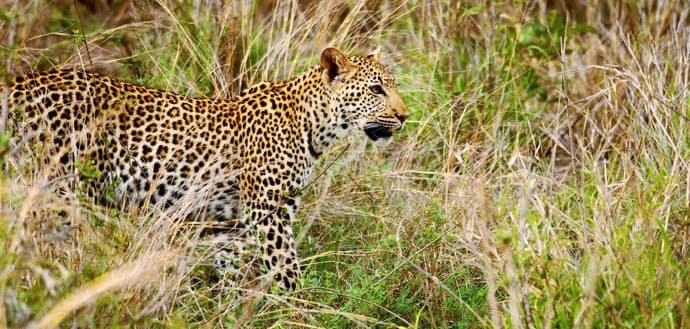 Eravikulam National Park