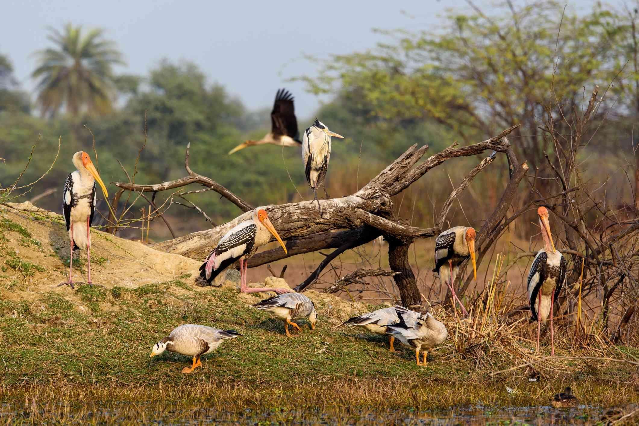Kumarakom Bird Sanctuary