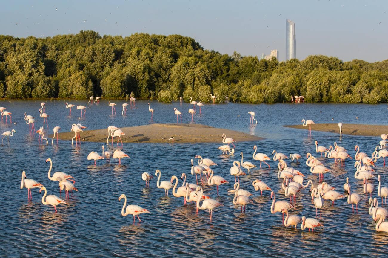 Ras Al Khor Wildlife Sanctuary