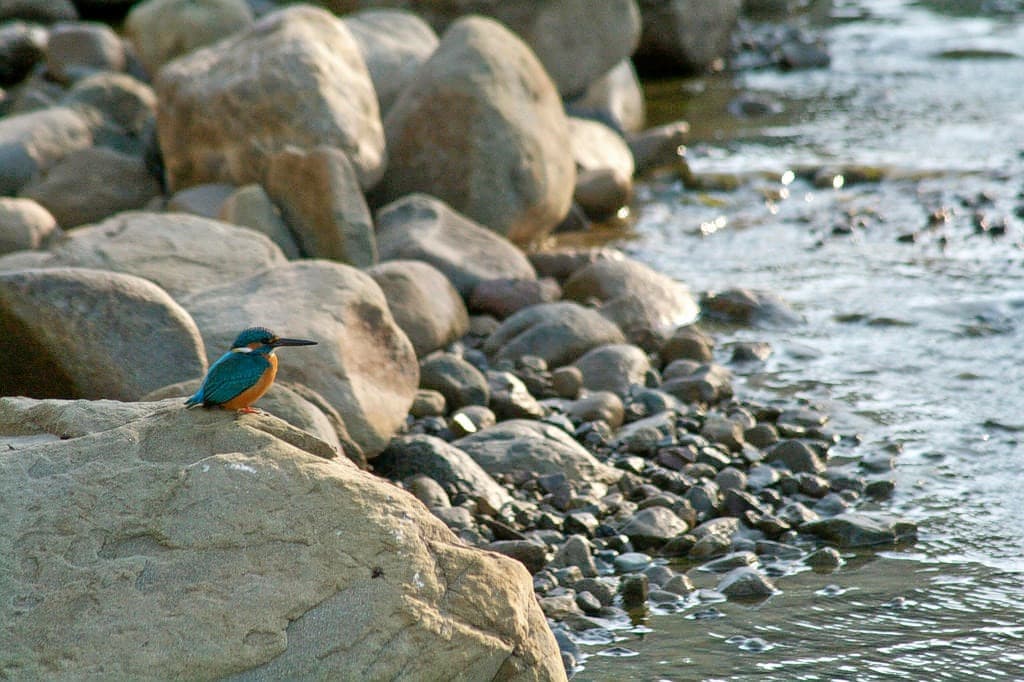 Visit Benog Wildlife Sanctuary