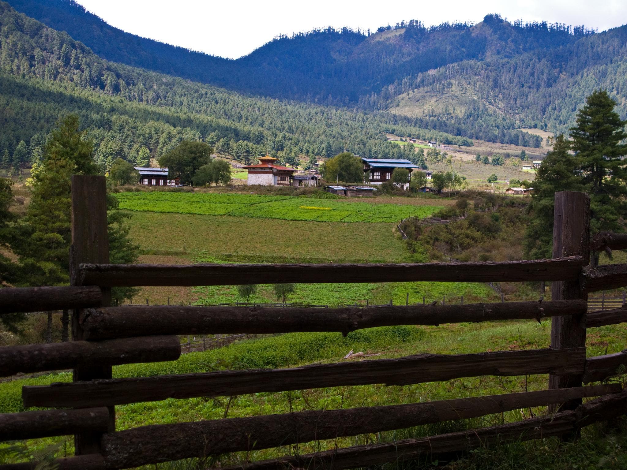 Spot Black-Necked Cranes in Phobjikha (Gangtey) Valley