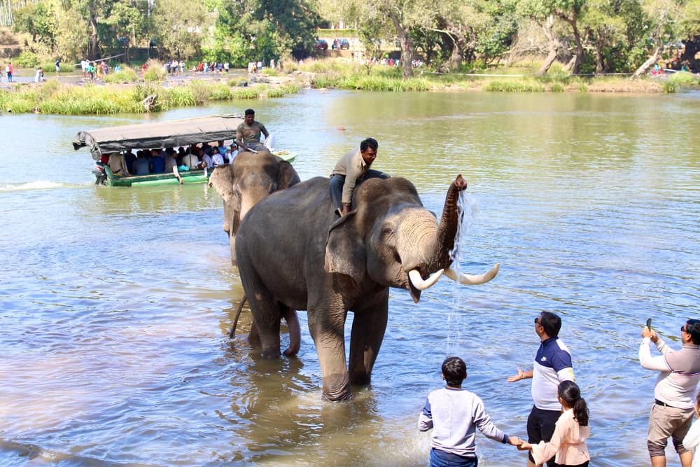 Dubare Elephant Camp