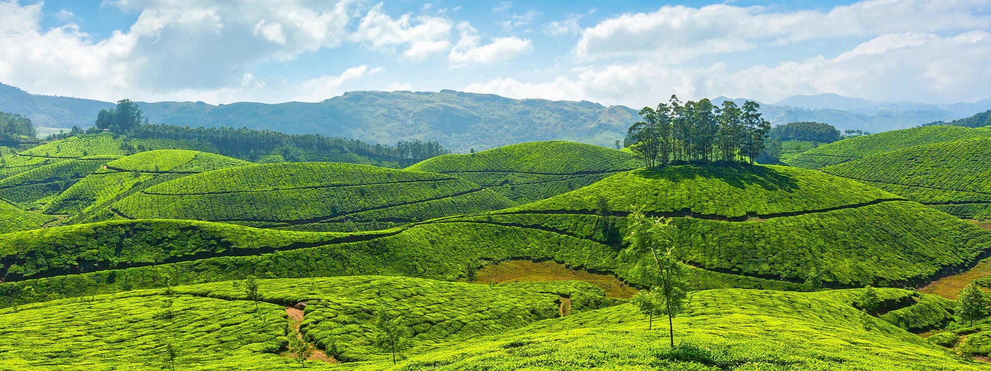 Kolukkumalai Tea Estate