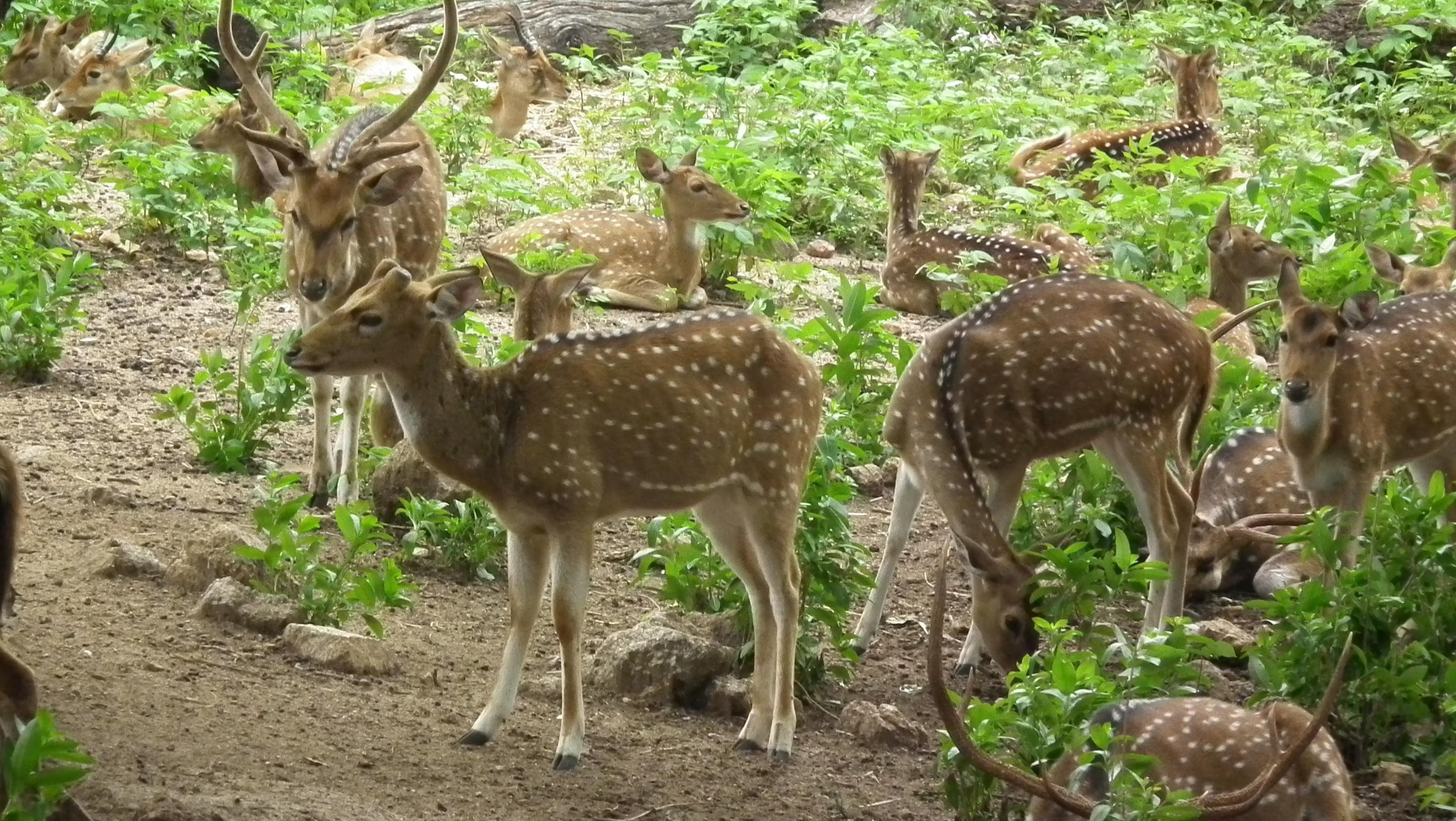 Nehru Zoological Park
