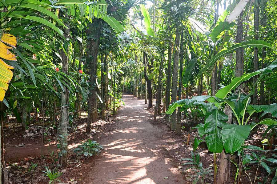 Tour a Spice Plantation in Ponda