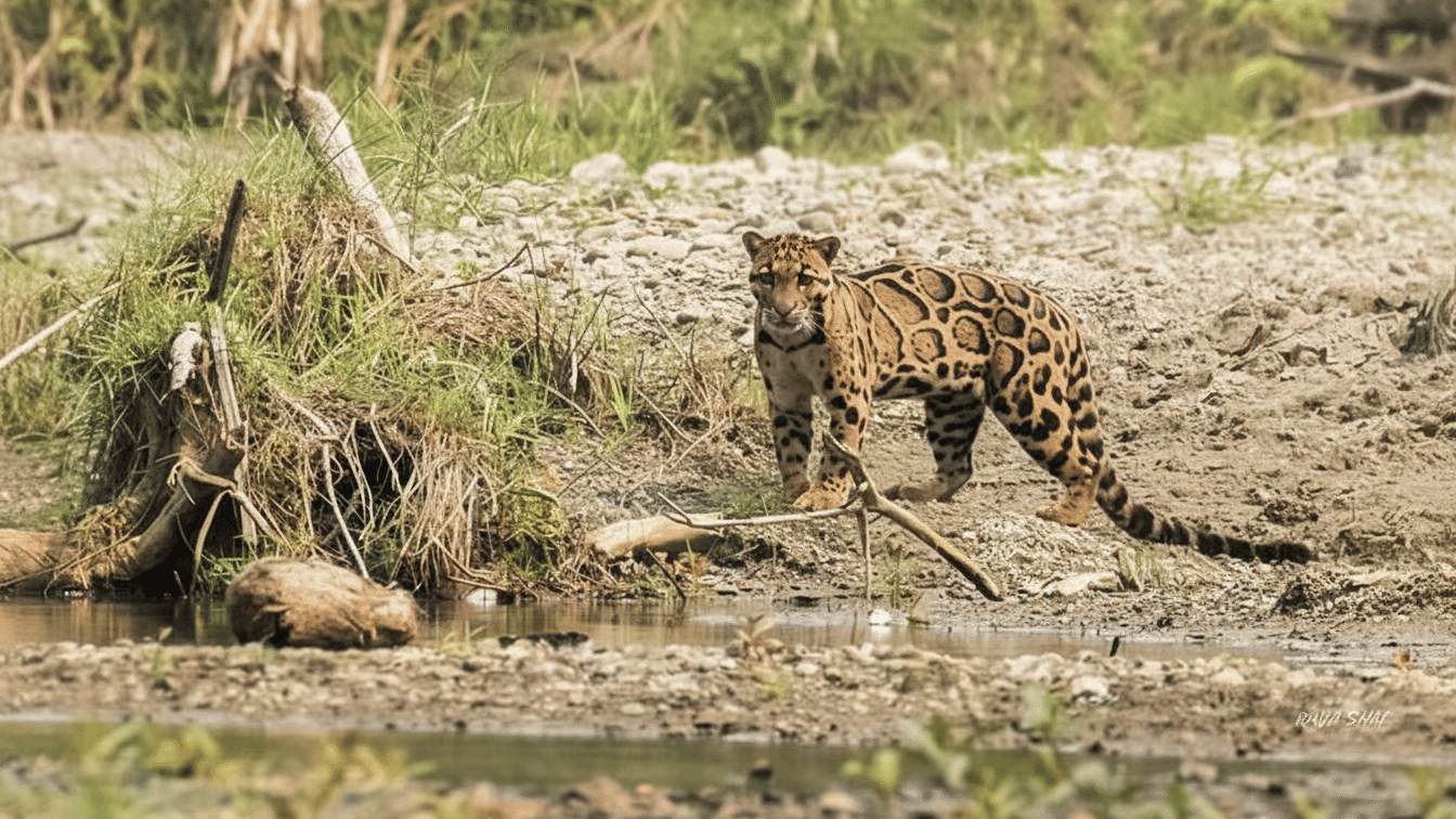 Clouded Leopard National Park (Tripura)