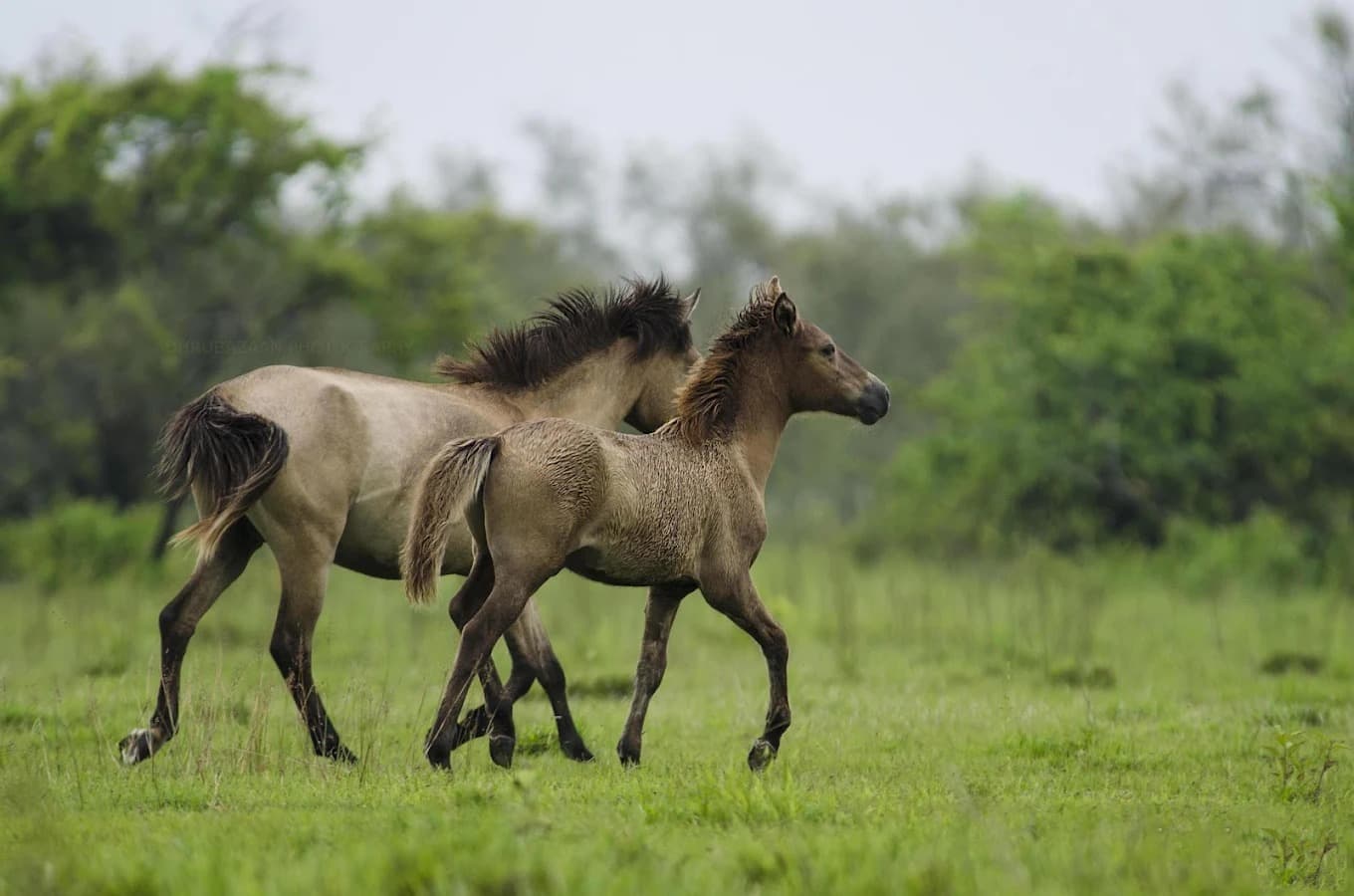 Dibru-Saikhowa National Park (Assam)