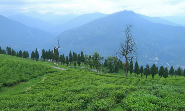 Temi Tea Garden