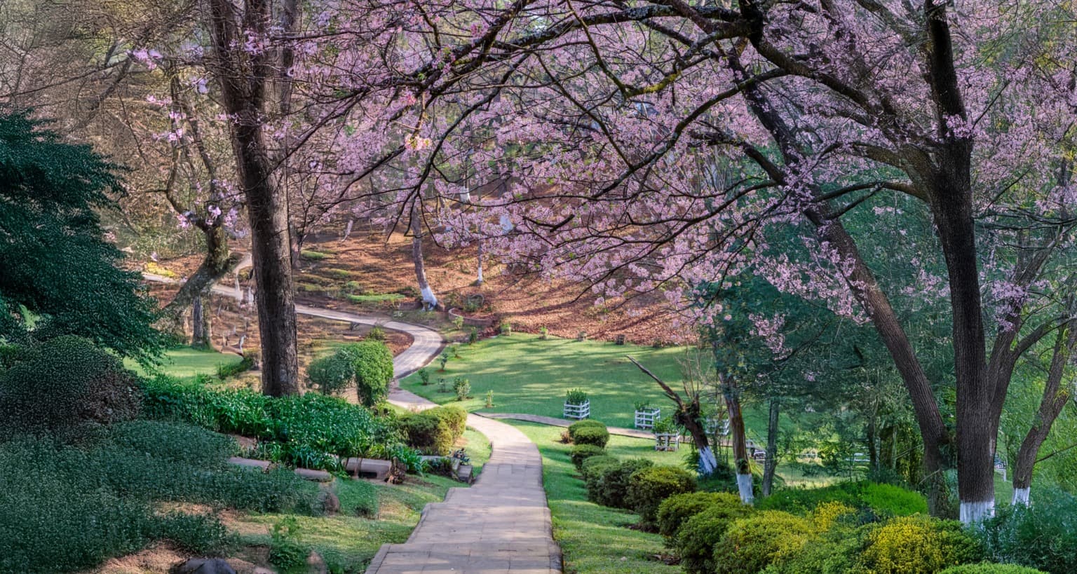 Shillong Cherry Blossom Festival - Meghalaya