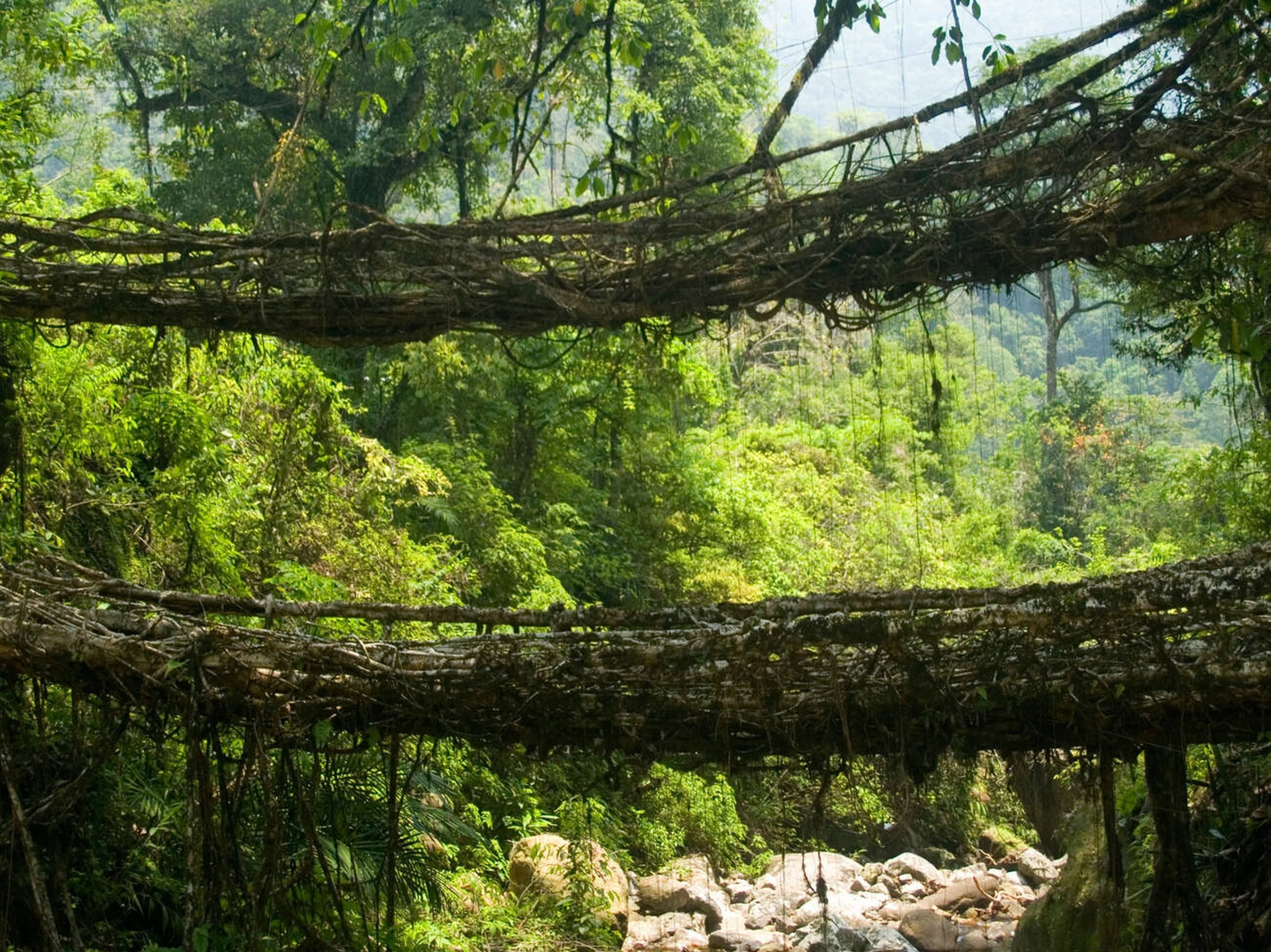 Living Root Bridges around Mawlynnong (Meghalaya)