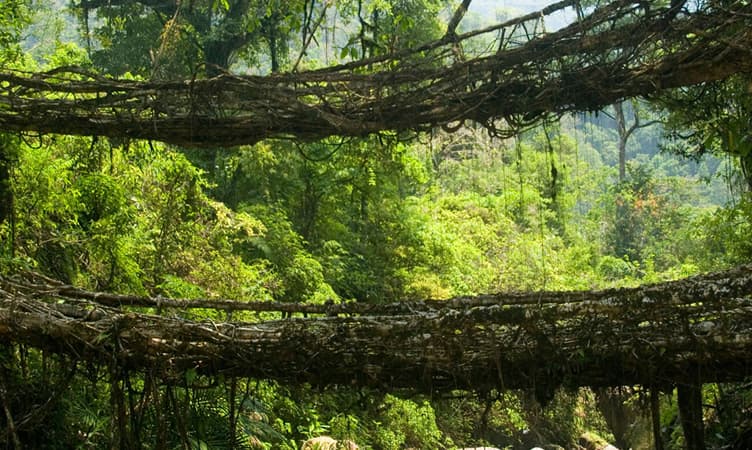 Root Bridge Assam 10 Places to Visit Near Assam: 2026 (Updated with Distance)