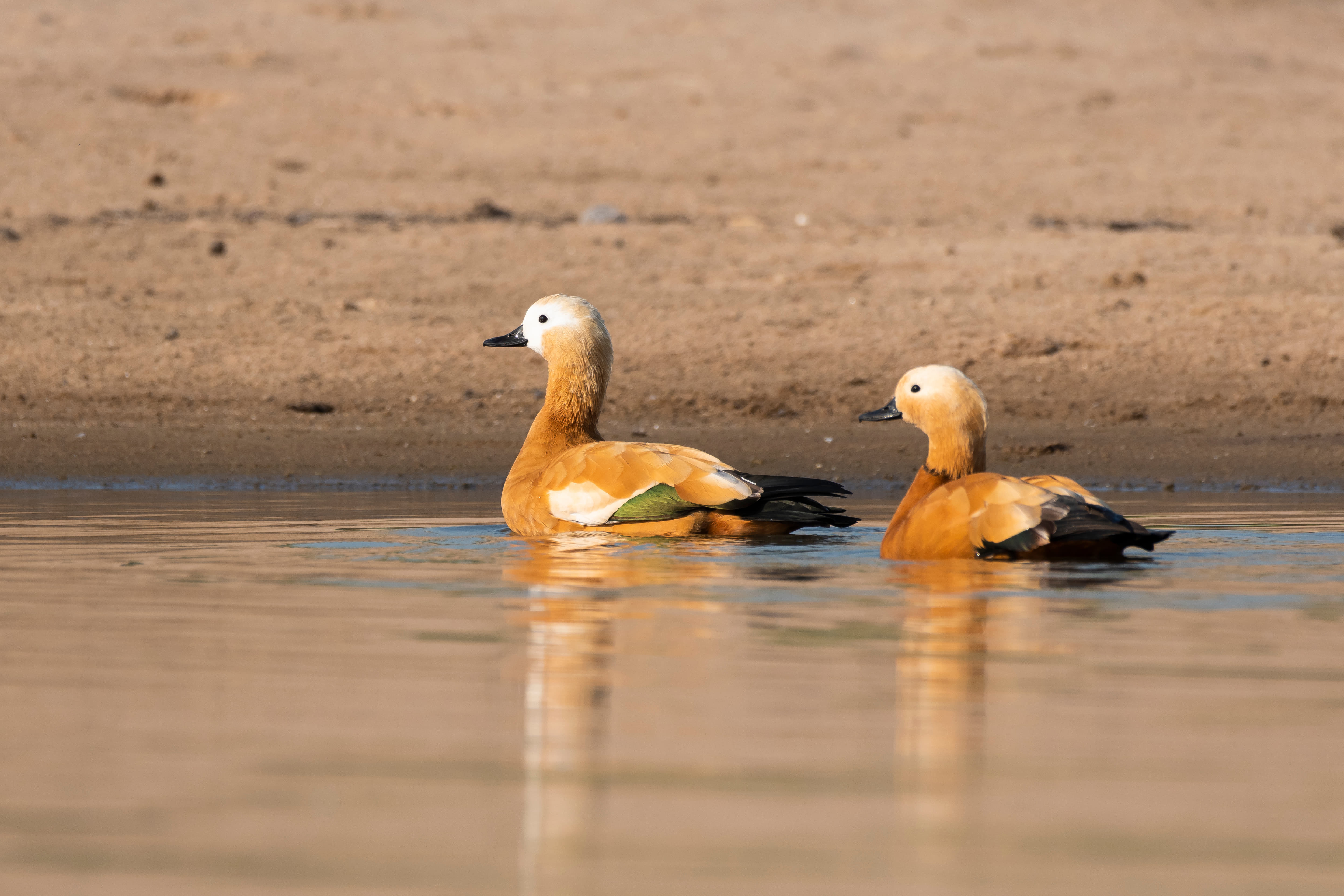 Bharatpur
