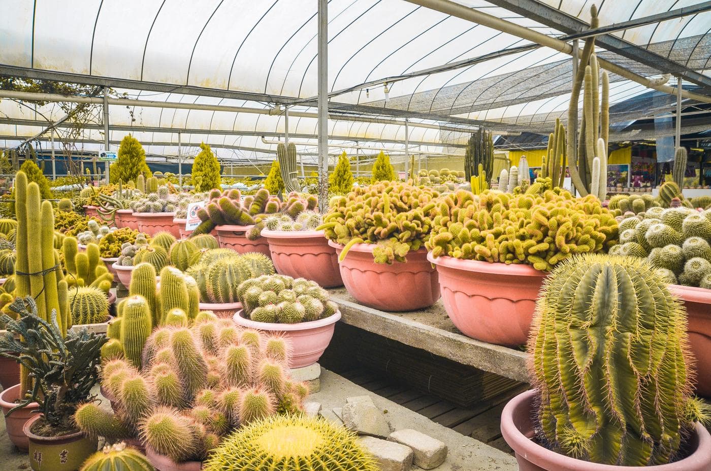 Explore Cactus Valley And Flower Gardens