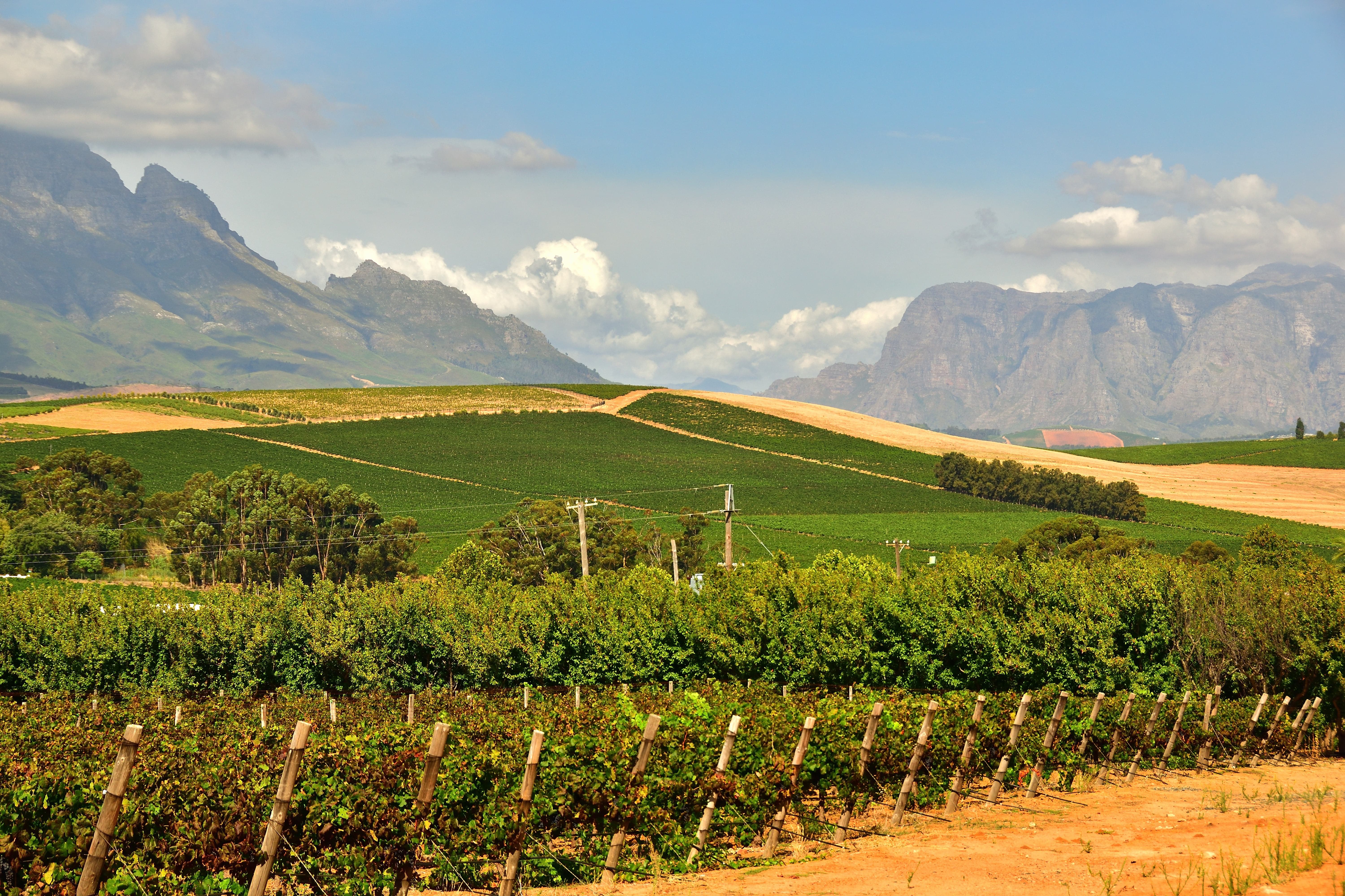 Stellenbosch Vineyards And Wine Estates