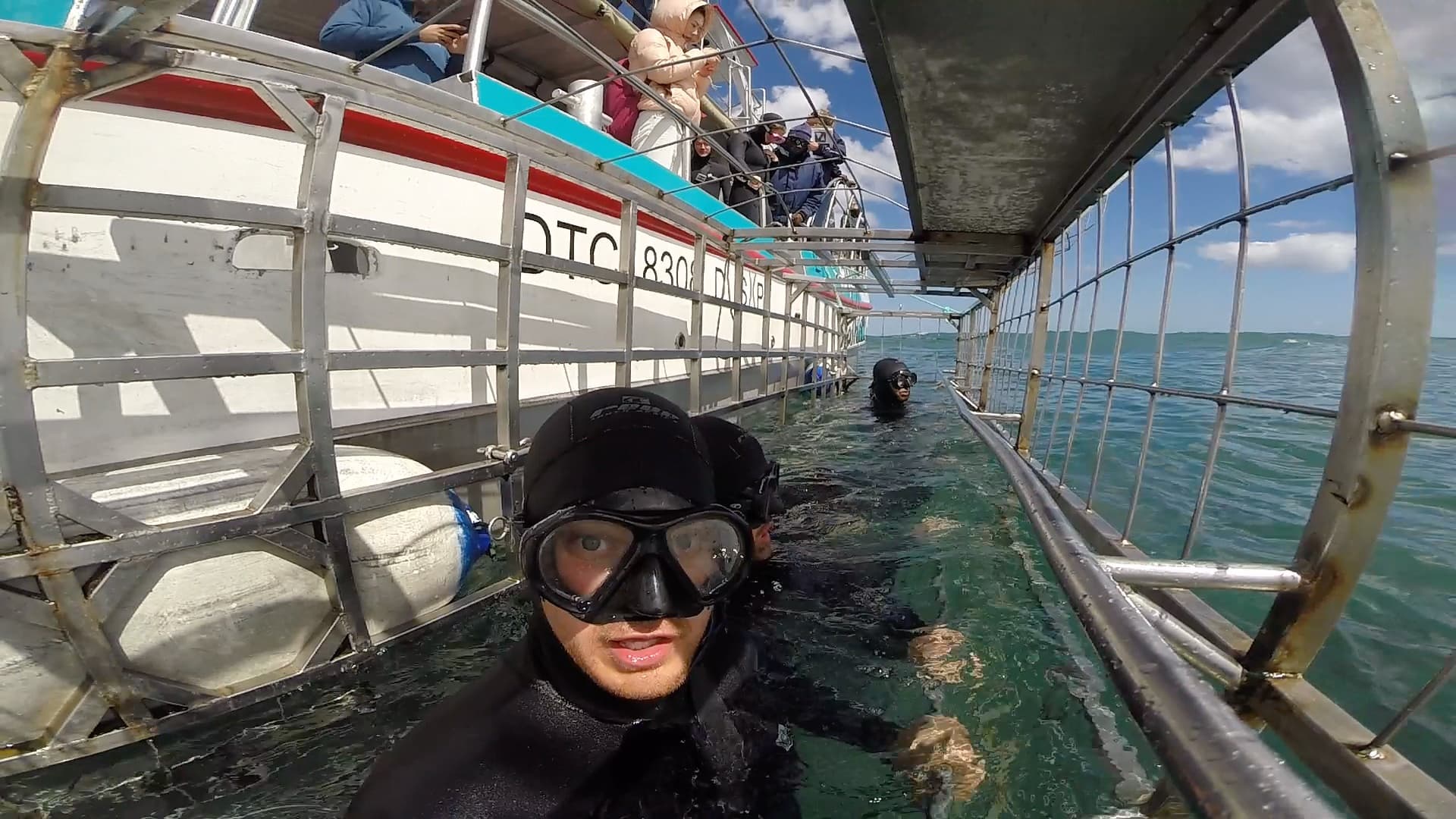 Shark Cage Diving, Gansbaai