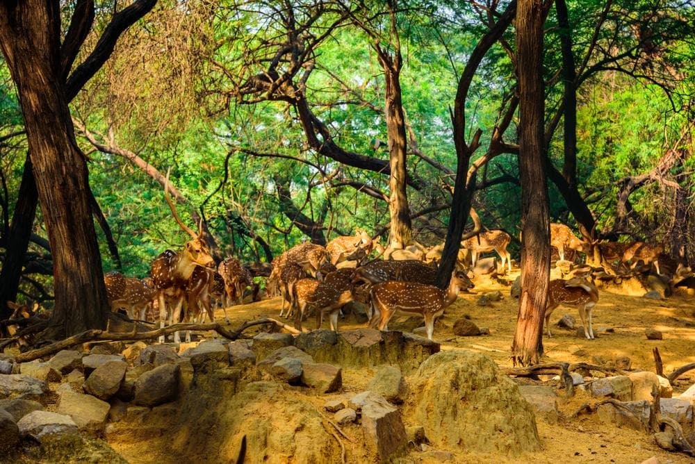 Deer Park, Hauz Khas