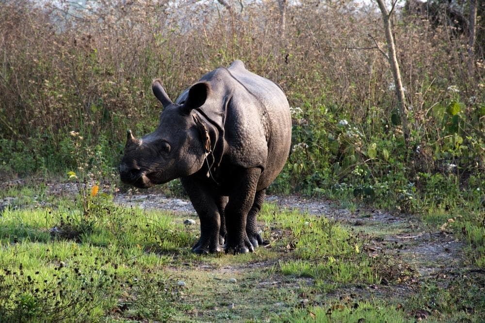 Indravati National Park