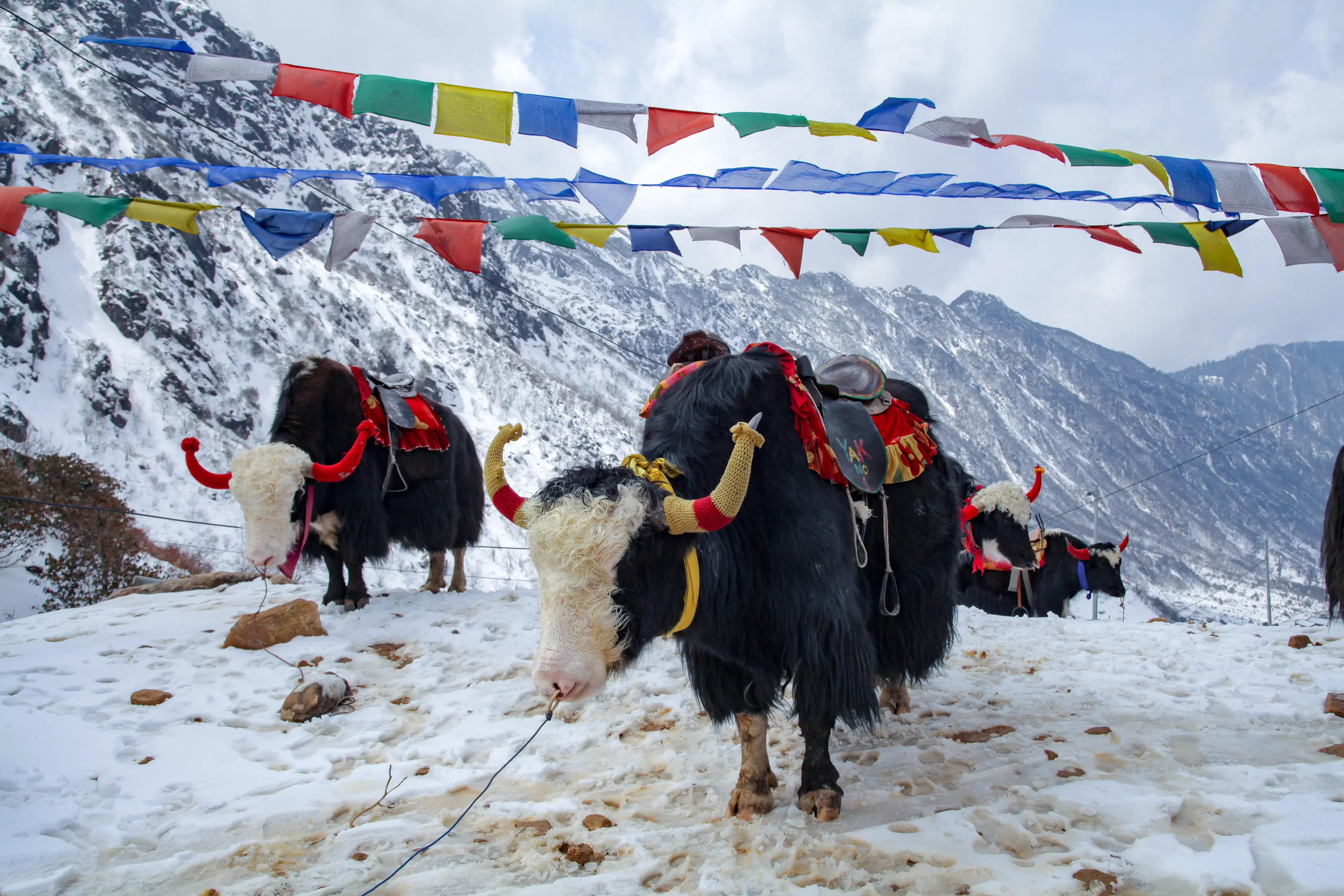 Best Time to Visit Sikkim for Snowfall